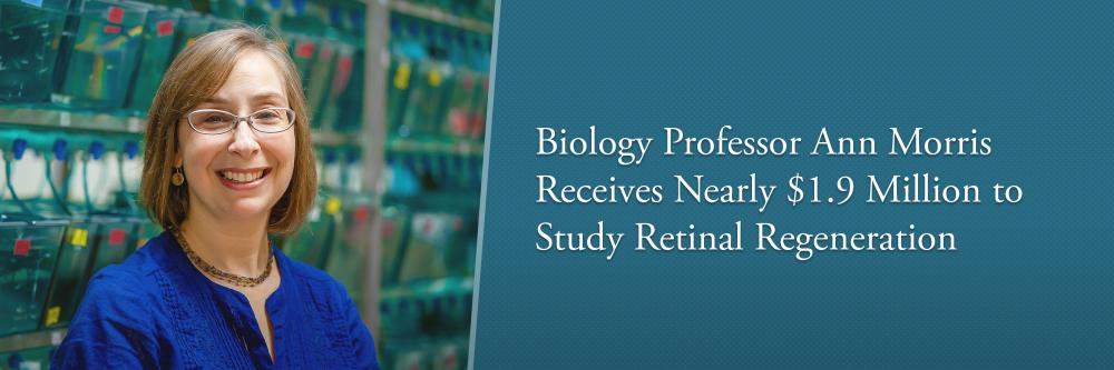 Thesis retinal regeneration 04 picture