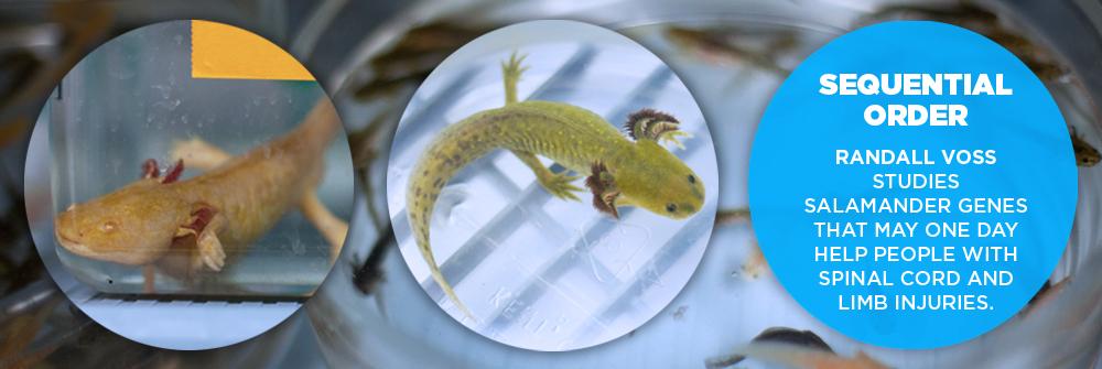 Sequential Order | Biology