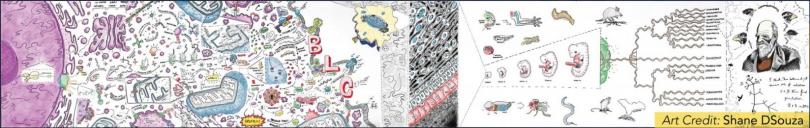 Drawing of biology mural