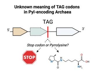 Three genes are shown, and one of the genes has a TAG codon. The meaning of the TAG codon is shown as a question mark, with the possibility that it can be either a stop codon or the pyrrolysine amino acid.