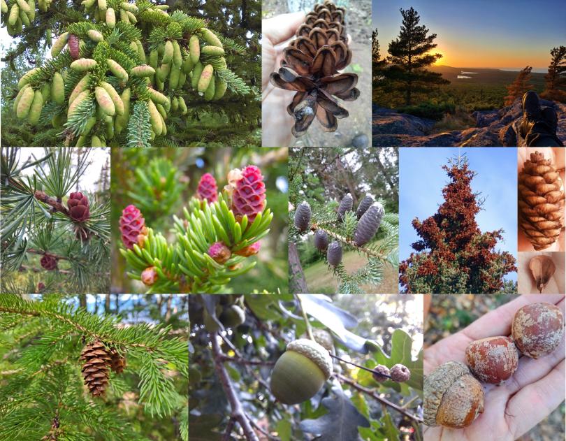 A collage of photos of different cones and acorns.