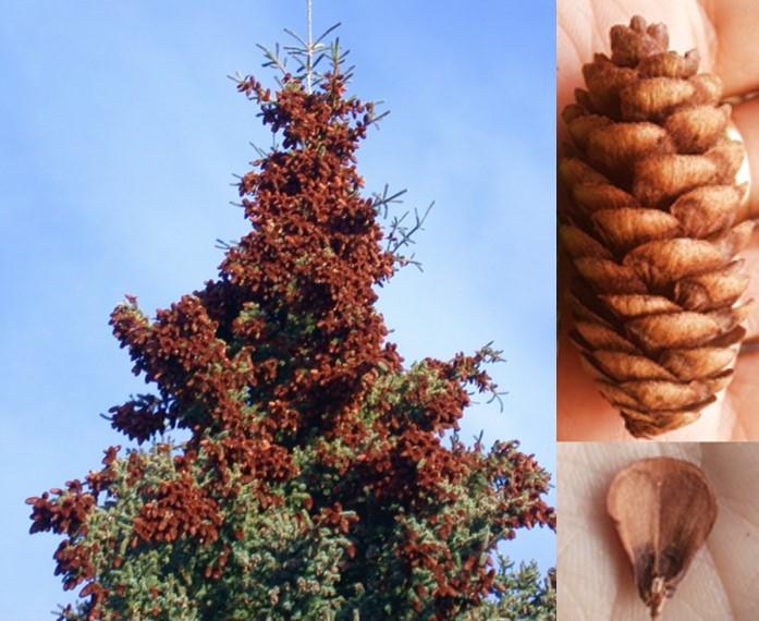 A photo of a white spruce masting and brown cones.