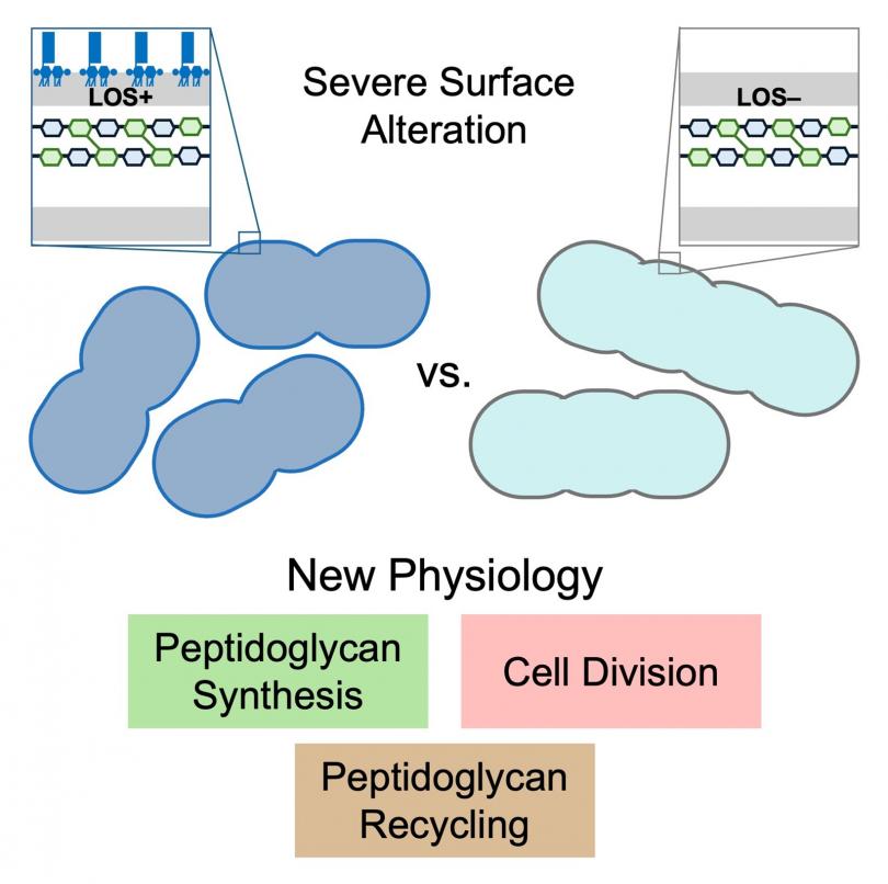 Severe alteration of the lipid content at the surface of the cell was utilized to discover new aspects of peptidoglycan physiology in the Gram-negative pathogen, Acinetobacter baumannii.