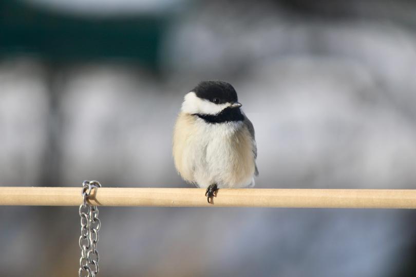A picture of a chickadee sitting on a hanging wooden rod.