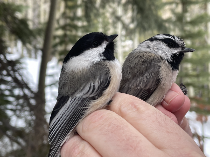 A picture of Dr. Taylor holding to chickadees in one hand.