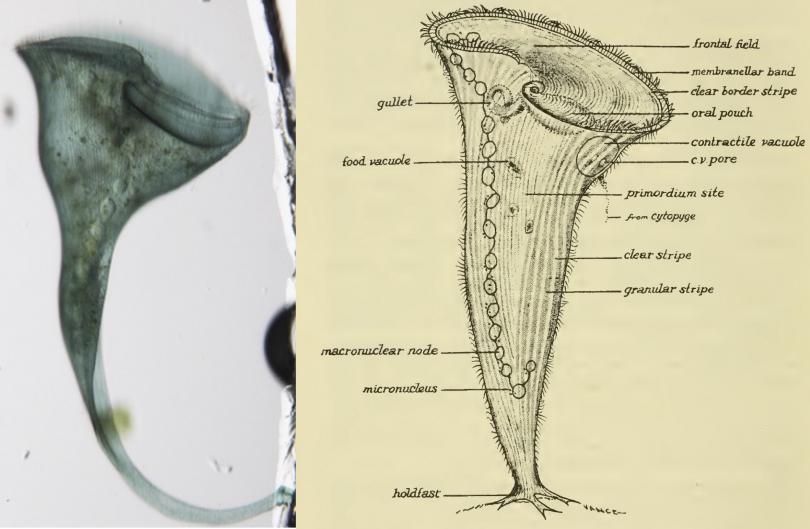 Images of Stentor coeruleus. left panel transmitted light micrograph of live Stentor cell. right panel anatomical drawing of Stentor showing a ring of cilia at the top and a holdfast at the bottom, taken from Tartar 1961 The Biology of Stentor.