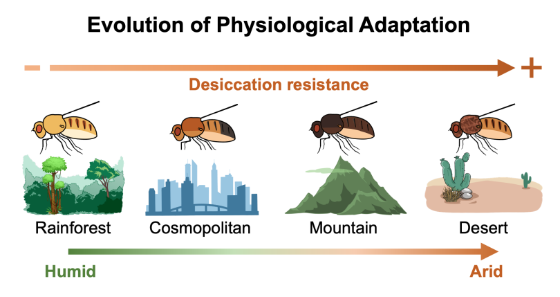 A colorful comparison graphic showing the correlation between desiccation resistance and humidity in different geographic areas. Dr. Zinan Wang's research aims to understand how organisms evolve physiological strategies to adapt to diverse and extreme environments. Using Drosophila species from different habitats as a comparative model, Wang investigates the physiological traits that contribute to environmental adaptation and the genetic mechanisms underlying their evolution.